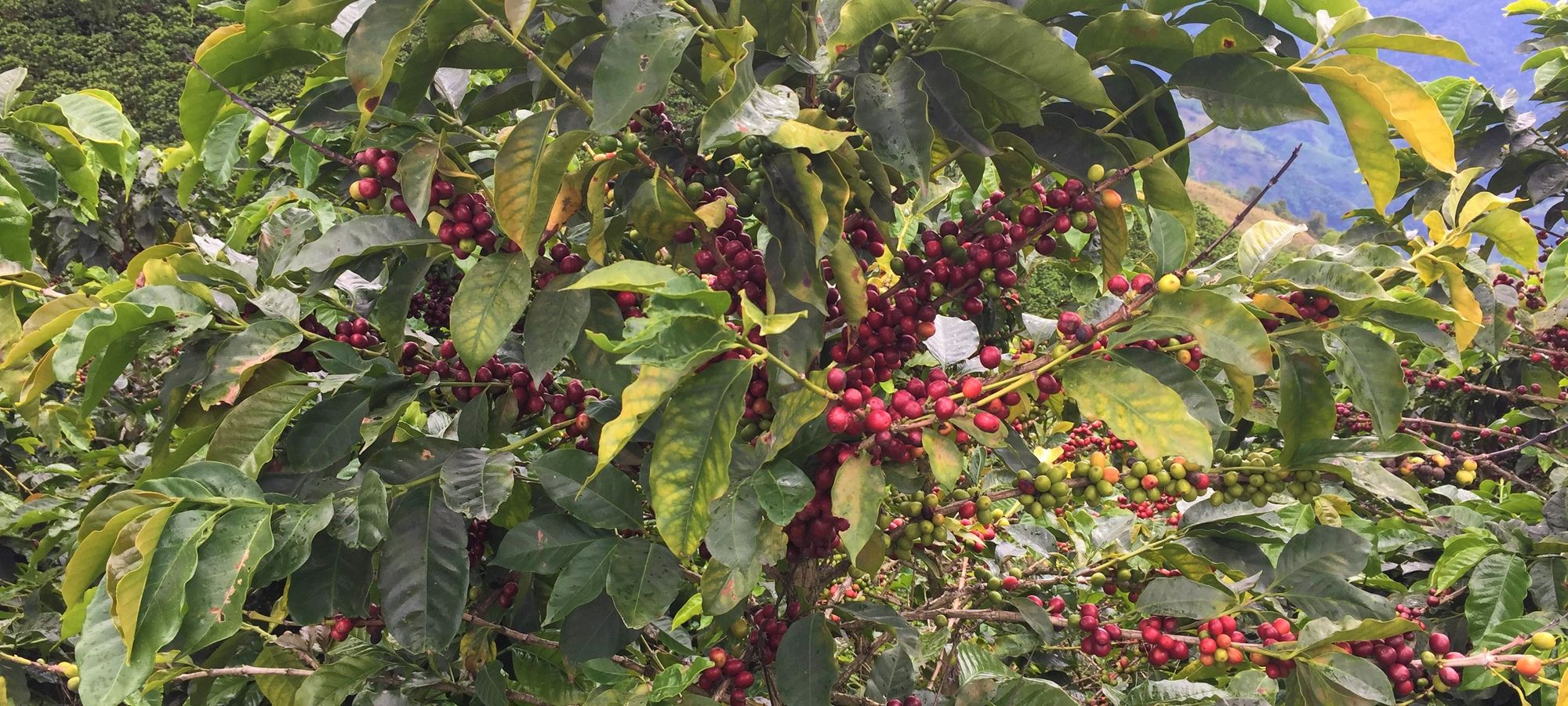 Photos from our Colombia  Cycling Holiday